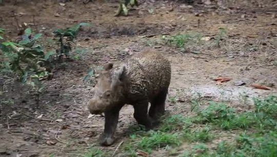 Baby rhino from Sumatran Rhino Sanctuary