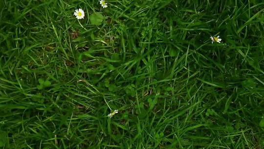 Kan græs være farligt? (High)
