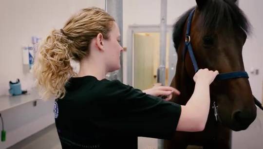 SUND's Got Talent - Research in Horse Wounds can also help Humans