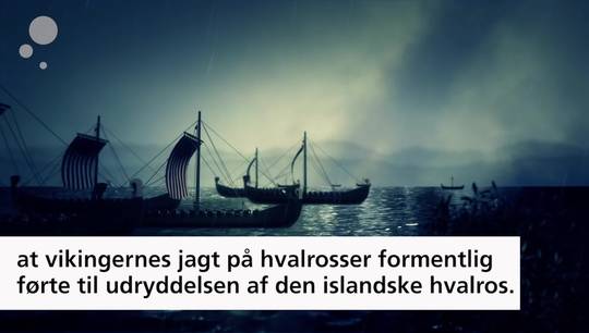 Vikinger udryddede hvalrosser