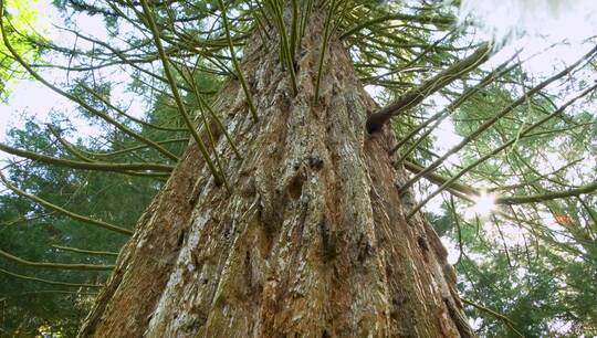 Mammuttræ (Sequoiadendron giganteum)