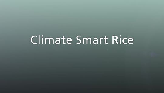 Climate Smart Rice